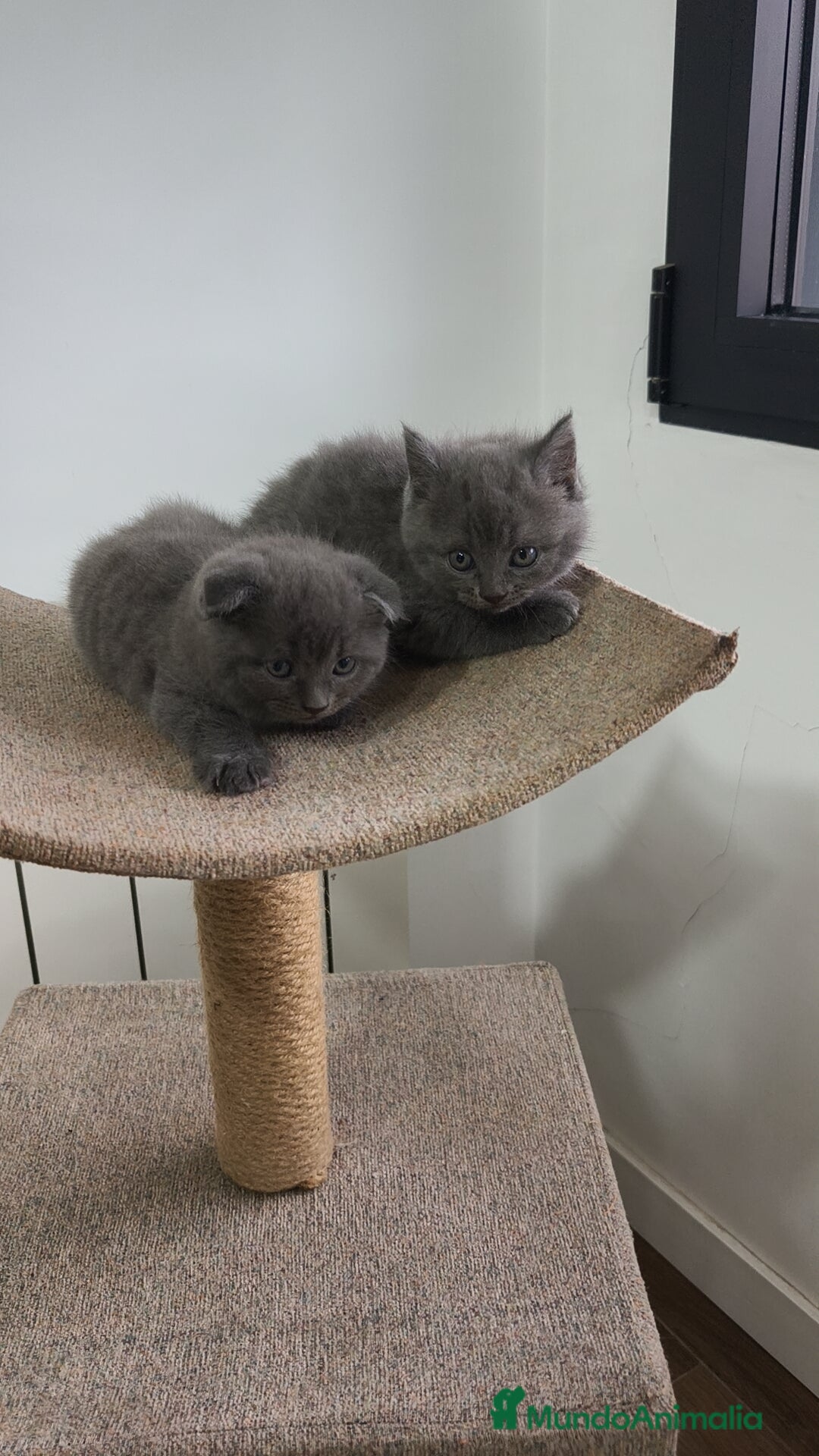 Británico de Pelo Corto Azul gatos en venta: Scottish & azul ruso - Imagen 3