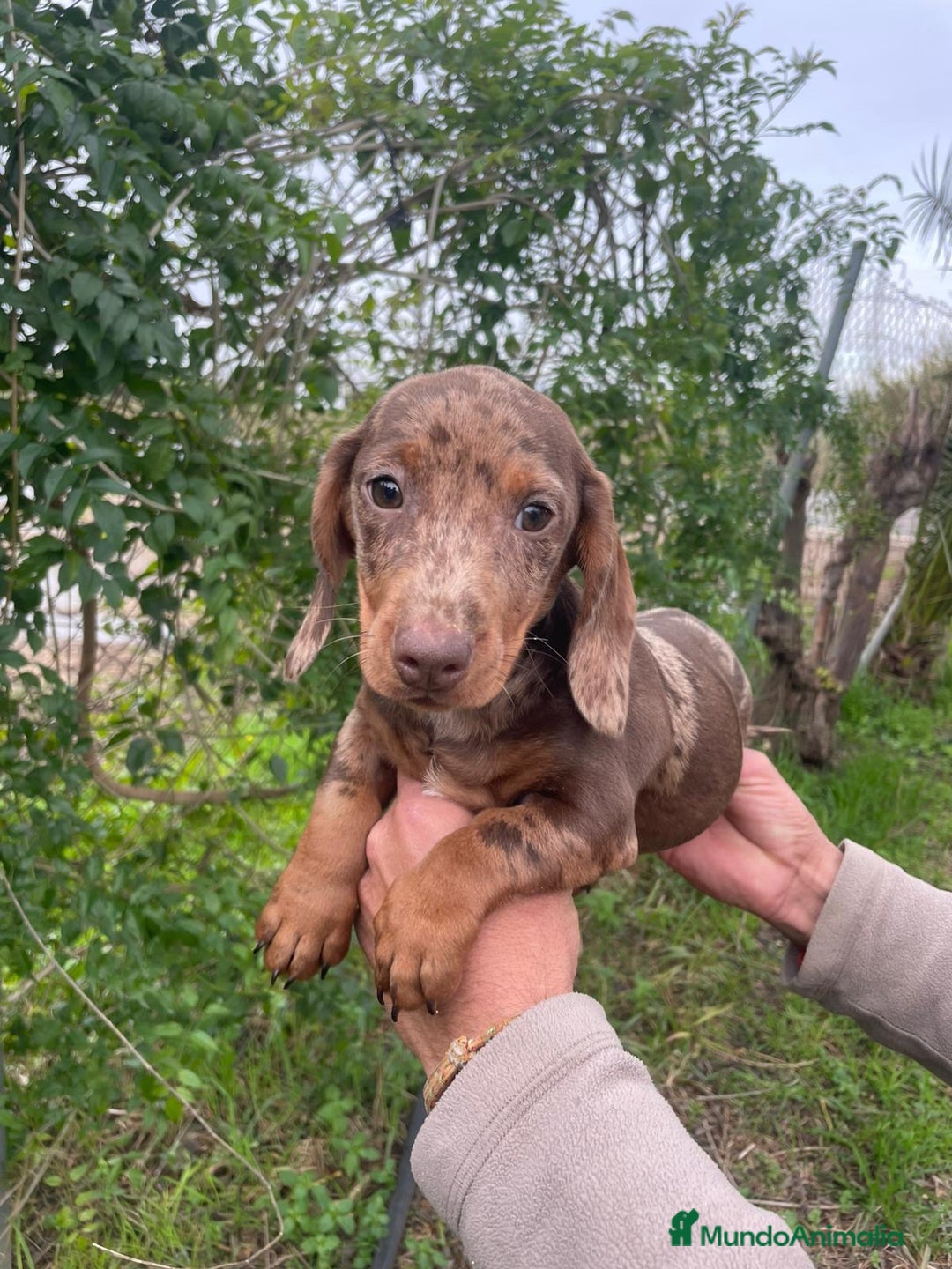 Teckel Miniatura perros en venta: TECKEL MINIATURA MACHO - Anuncio 3