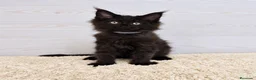 Maine Coon gatos en venta: Gatitos Maine Coon - Anuncio 3