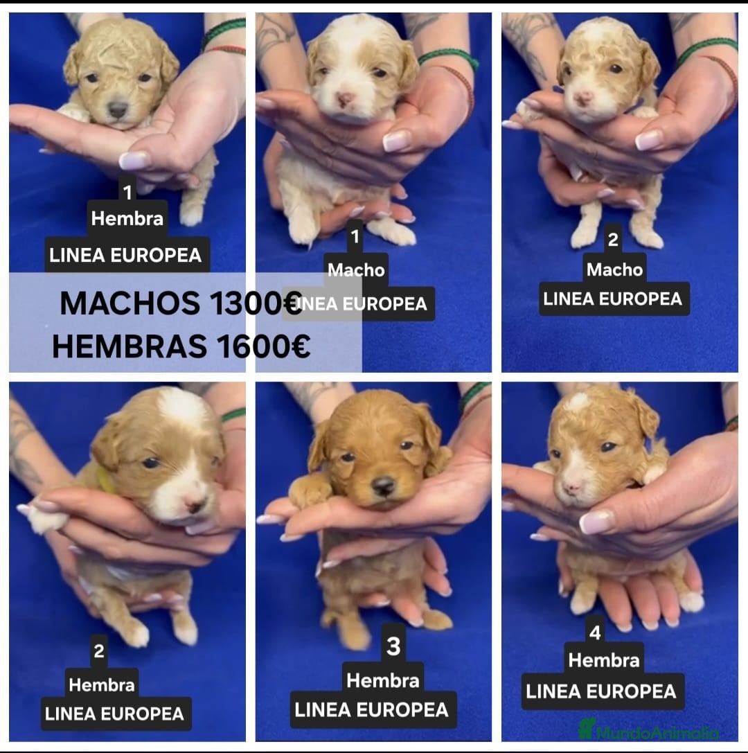 Maltipoo perros en venta: Preciosos cachorros Yorkiepoo  en Lugo - Anuncio 3