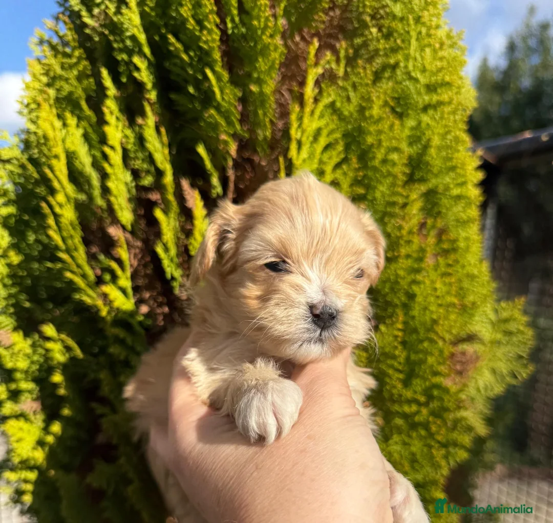 Maltipoo perros en venta: Maltipoo nuevas camadas !!! - Anuncio 6