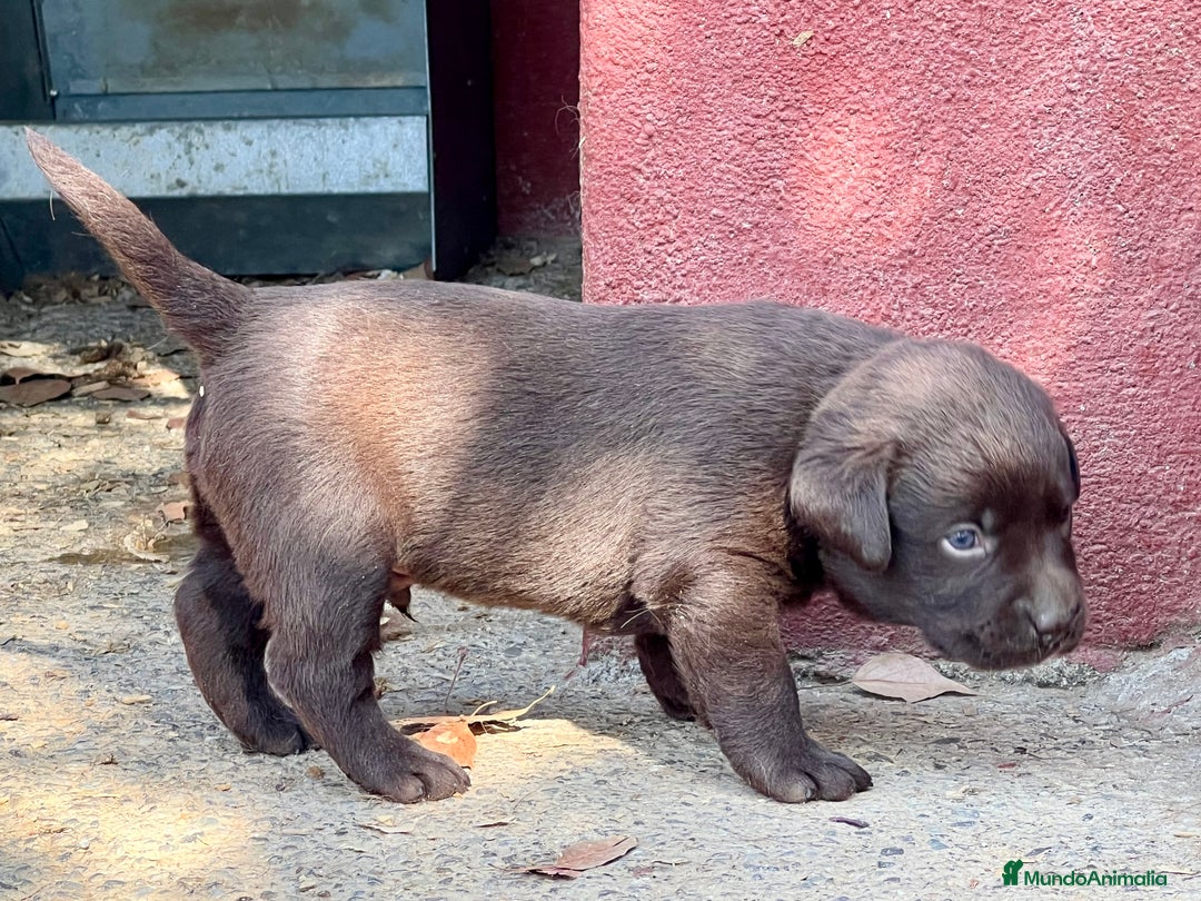 Labrador Retriever perros en venta: Camada de labradores chocolate.ENTREGA INMEDIATA!! - Imagen 7