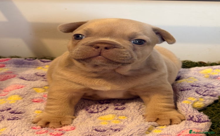 Bulldog Francés perros Precioso macho bulldog francés  - Anuncio 2