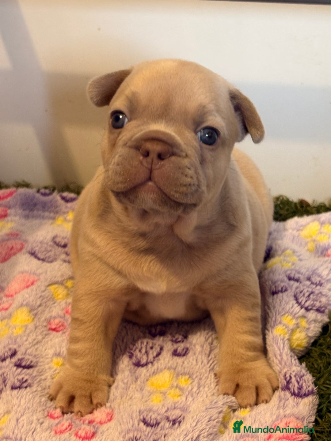 Bulldog Francés perros en venta: Precioso macho bulldog francés  - Anuncio 2