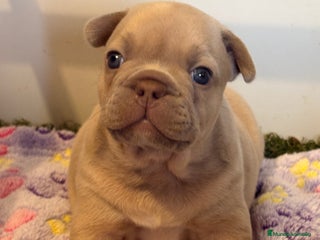 Bulldog Francés perros Precioso macho bulldog francés - Anuncio 2