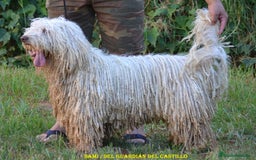 Perro de Agua Español perros en venta: CACHORRA, PERRO DE AGUA ESPAÑOL - Anuncio 11