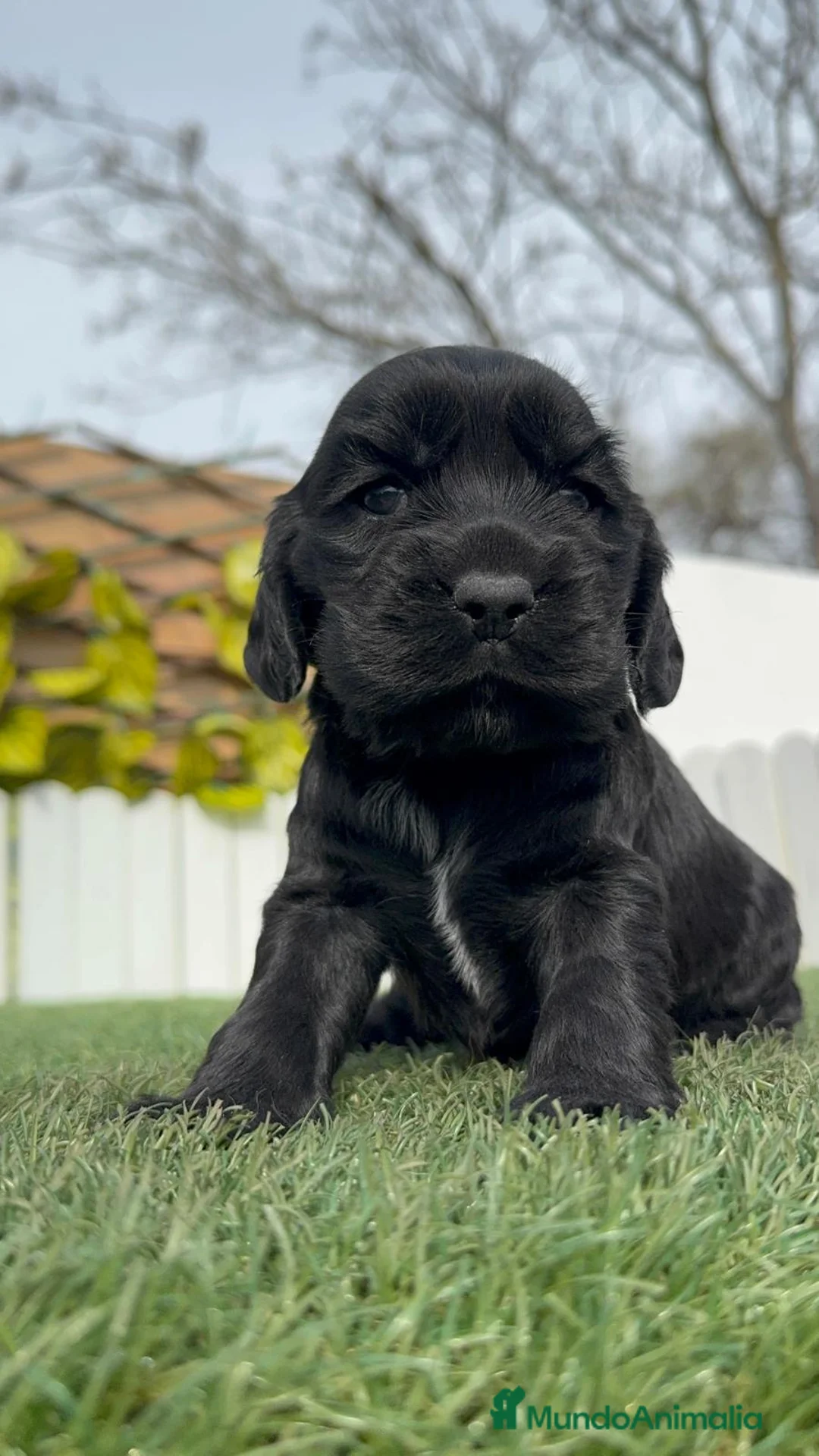 Cocker Spaniel Inglés perros en venta: COCKER HEMBRA - Anuncio 1