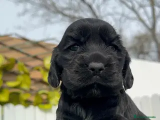 Cocker Spaniel Inglés perros COCKER HEMBRA - Anuncio 1