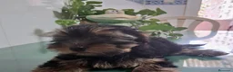 Yorkshire Terrier perros en venta: Yorkshire Terrier - Anuncio 3