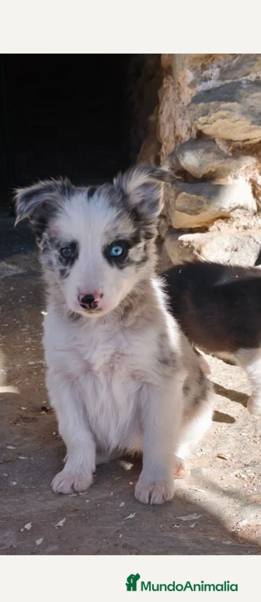 Border Collie perros en venta: Urge venta cachorro border collie  - Anuncio 5