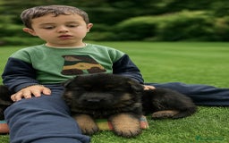 Pastor Alemán perros en venta: Espectacular cachorro de pastor alemán  - Imagen 1