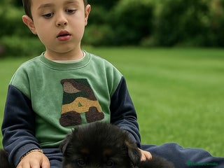 Pastor Alemán perros - Anuncio 1