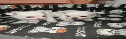 Chihuahua perros en venta: Chiahuahua pelo largo - Anuncio 4