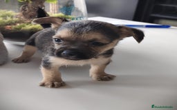 Raza Mixta perros en venta: Cachorro Toy  - Anuncio 4