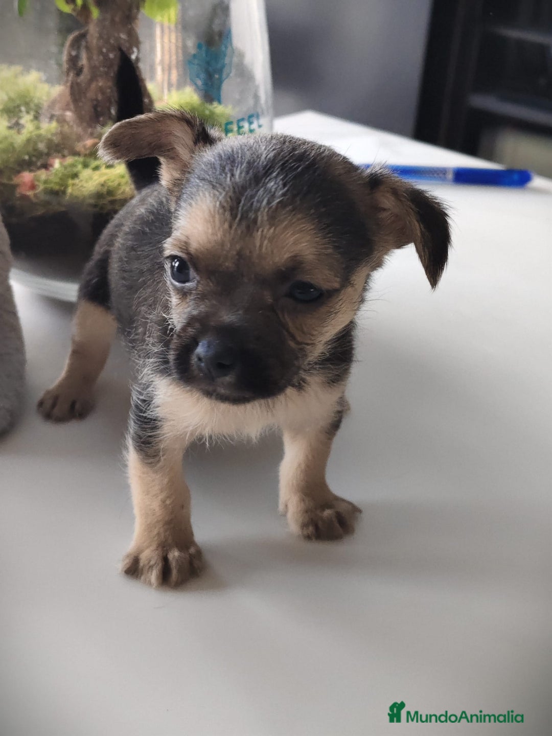 Raza Mixta perros en venta: Cachorro Toy  - Anuncio 4