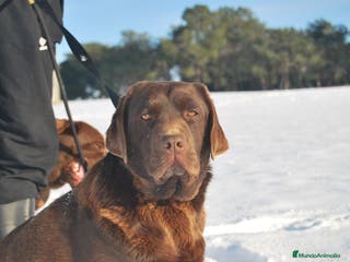 Labrador Retriever perros Cachorros de Labrador de criador profesional en Madrid - Anuncio 14