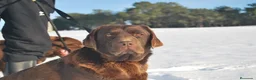 Labrador Retriever perros en venta: Cachorros de Labrador de criador profesional en Madrid - Anuncio 1