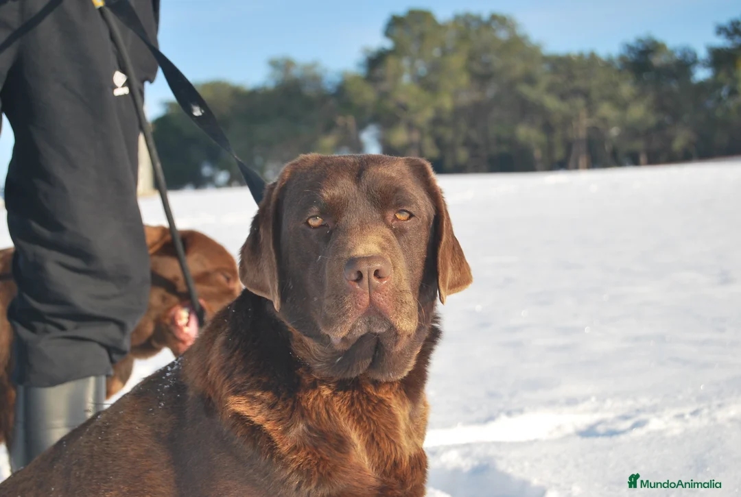 Labrador Retriever perros en venta: Cachorros de Labrador de criador profesional en Madrid - Anuncio 1