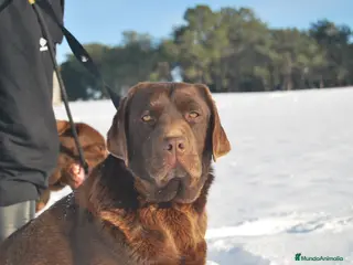 Labrador Retriever perros Cachorros de Labrador de criador profesional en Madrid - Anuncio 4
