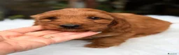 Cockapoo perros en venta: COCKAPOO ROJO - Anuncio 2