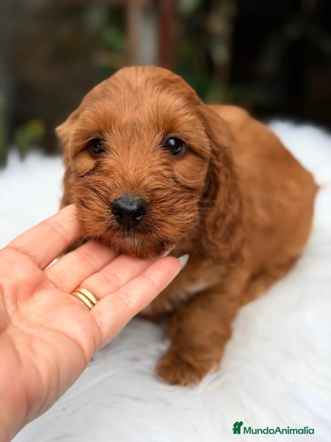 Cockapoo perros en venta: COCKAPOO ROJO - Anuncio 2