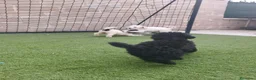 Perro de Agua Español perros en venta: Cachorros perros de agua - Anuncio 8
