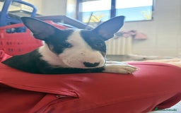 Bull Terrier perros en venta: Bull Terrier  - Imagen 1