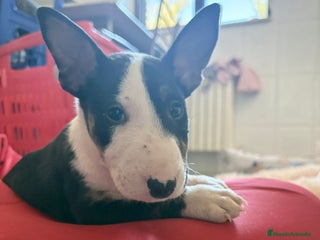 Bull Terrier perros - Anuncio 11