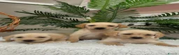 Labrador Retriever perros en venta: LABRADOR RETRIEVER - Anuncio 6