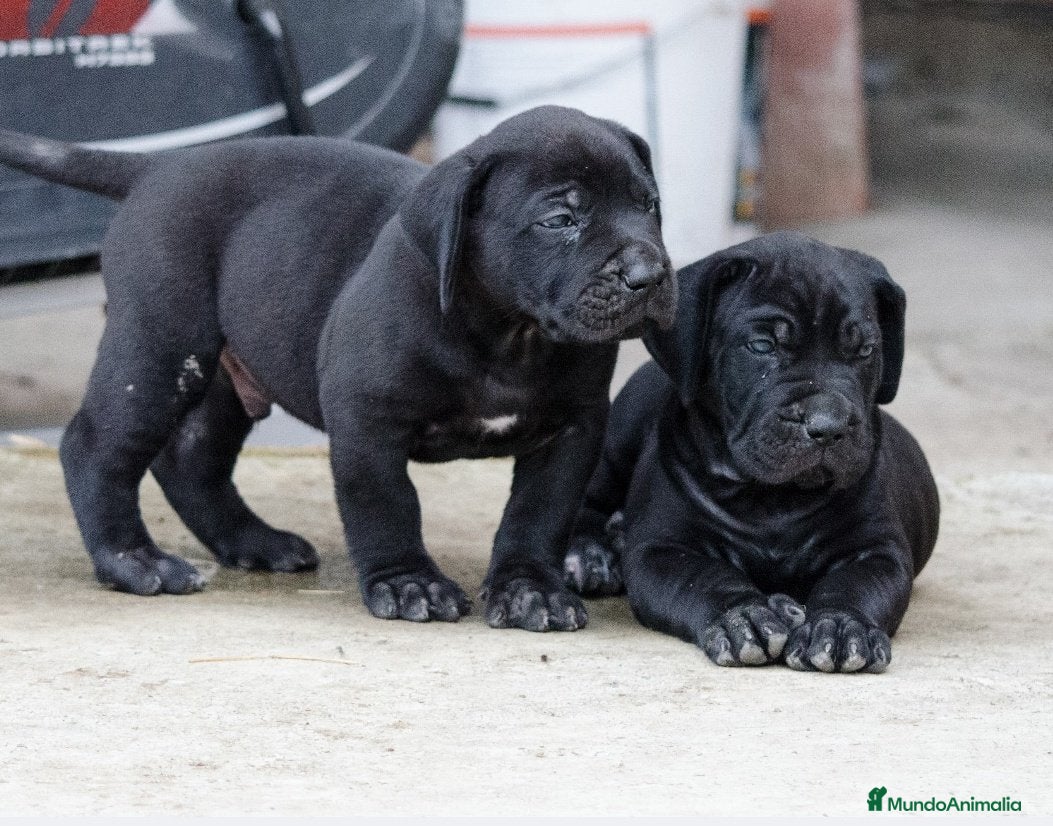 American Pit Bull Terrier perros AMERICAN PITBULL CRIADORES !! - Anuncio 2