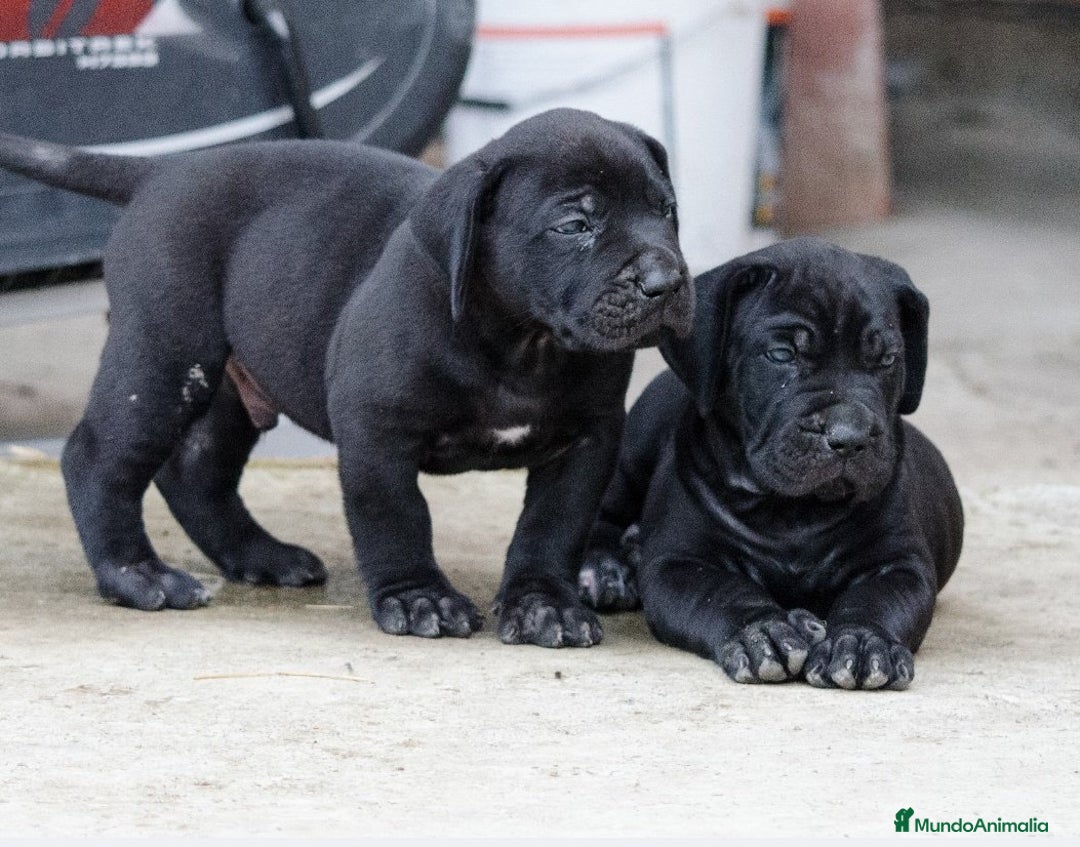 American Pit Bull Terrier perros en venta: AMERICAN PITBULL CRIADORES !! - Imagen 2