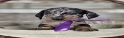 Teckel perros en venta: TECKEL MINIATURA Y KANINCHEN  - Anuncio 8