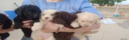 Perro de Agua Español perros en venta: Preciosos cachorros de Perro de Agua - Anuncio 21