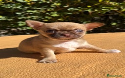 Chihuahua perros en venta: Precioso Chihuahua miniatura  - Imagen 1