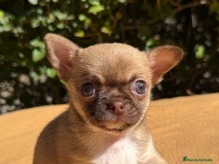 Chihuahua perros - Anuncio 1