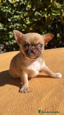 Chihuahua perros - Anuncio 1