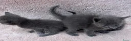 Azul Ruso gatos en venta: Gatos azul ruso  - Anuncio 2