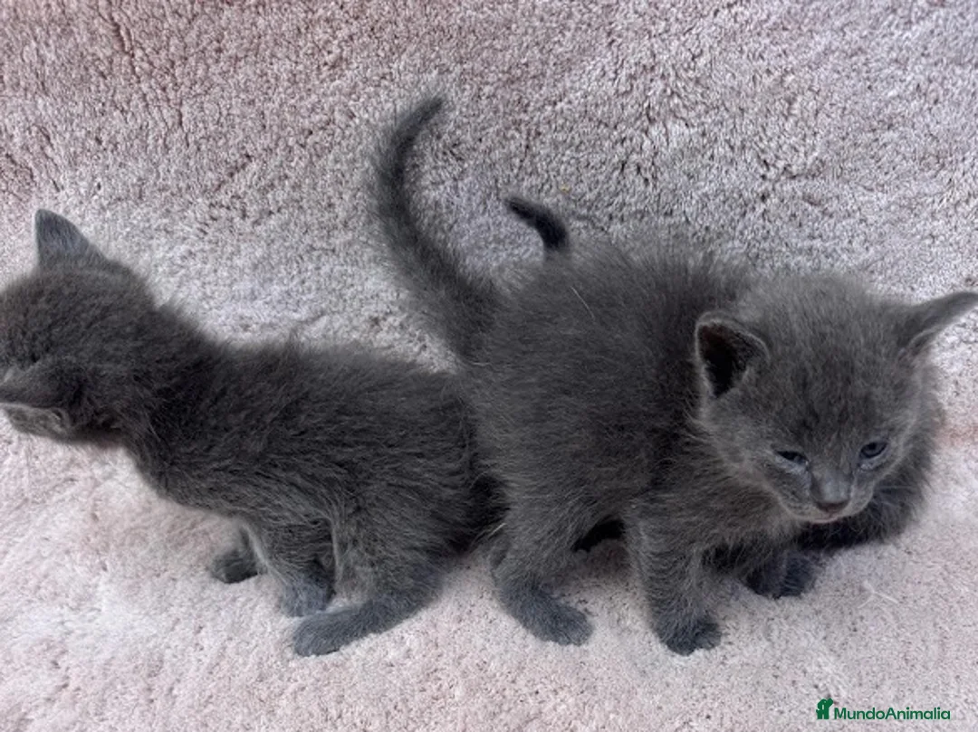 Azul Ruso gatos en venta: Gatos azul ruso  - Anuncio 2