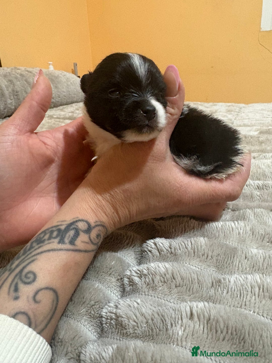 Pomerania perros en venta: Macho Lulu de Pomerania Toy party  - Anuncio 3