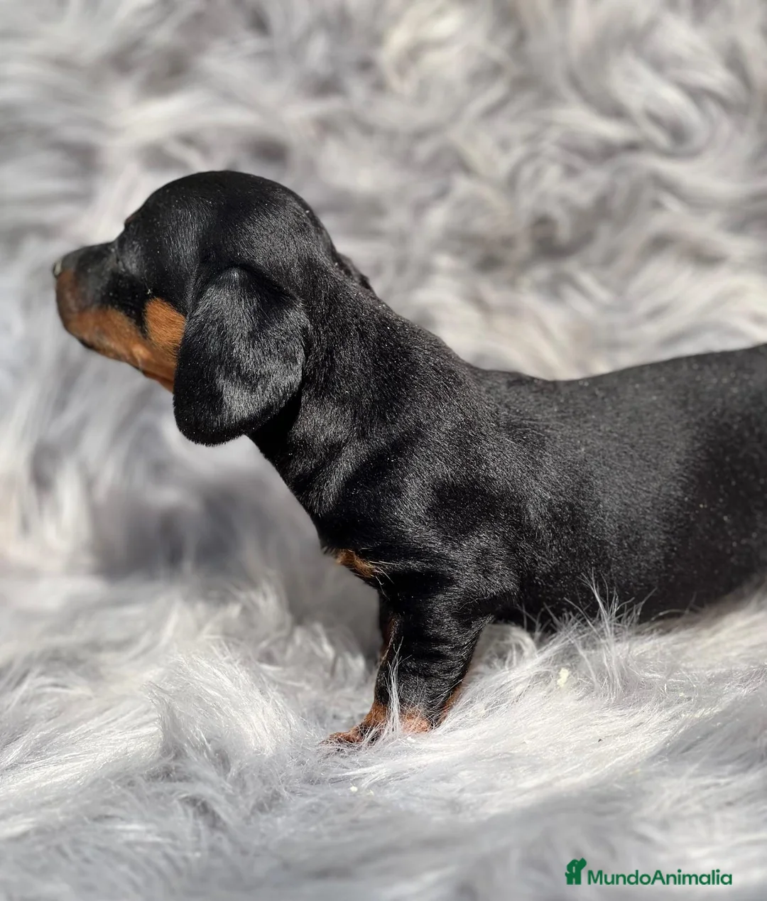 Teckel Miniatura perros en venta: Teckel miniatura  en Barcelona - Anuncio 9