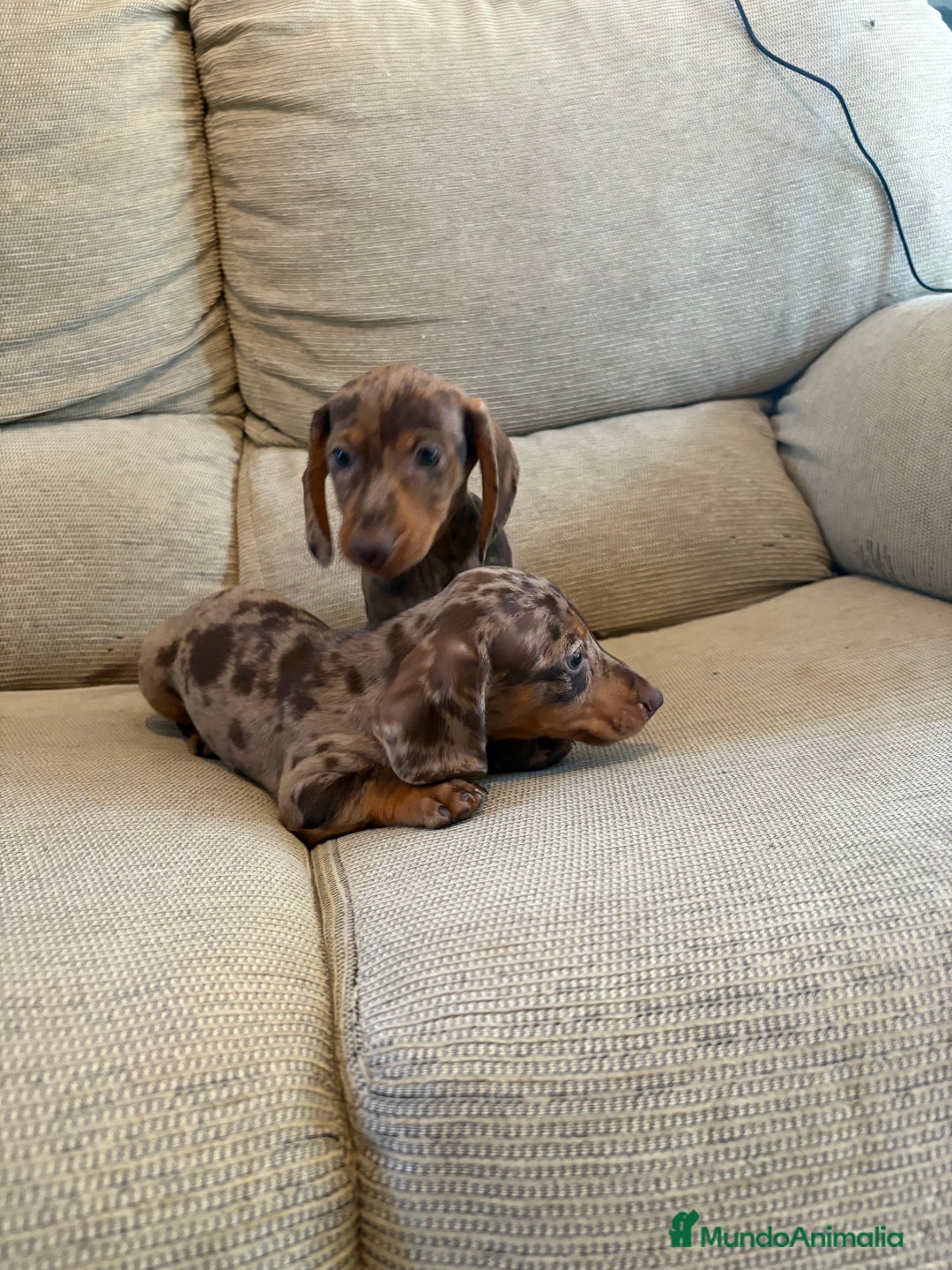 Teckel perros en venta: Teckels miniaturas y kaninchen  - Imagen 2