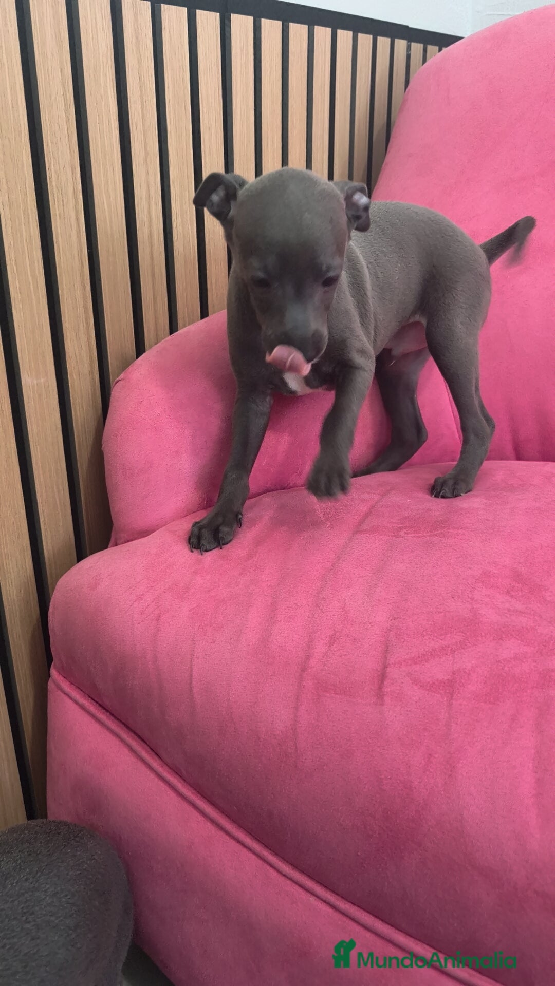 Pequeño Lebrel Italiano perros Pequeño Lebrel Italiano Piccolo Galgo italiano  - Anuncio 1