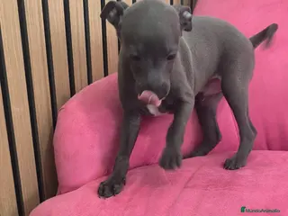 Pequeño Lebrel Italiano perros Pequeño Lebrel Italiano Piccolo Galgo italiano - Anuncio 1