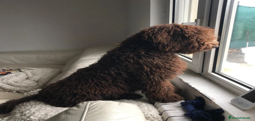 Imagen de galería {{count}}