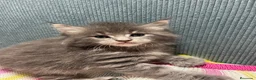 Maine Coon gatos en venta: Rey- Diez cattery  - Anuncio 16