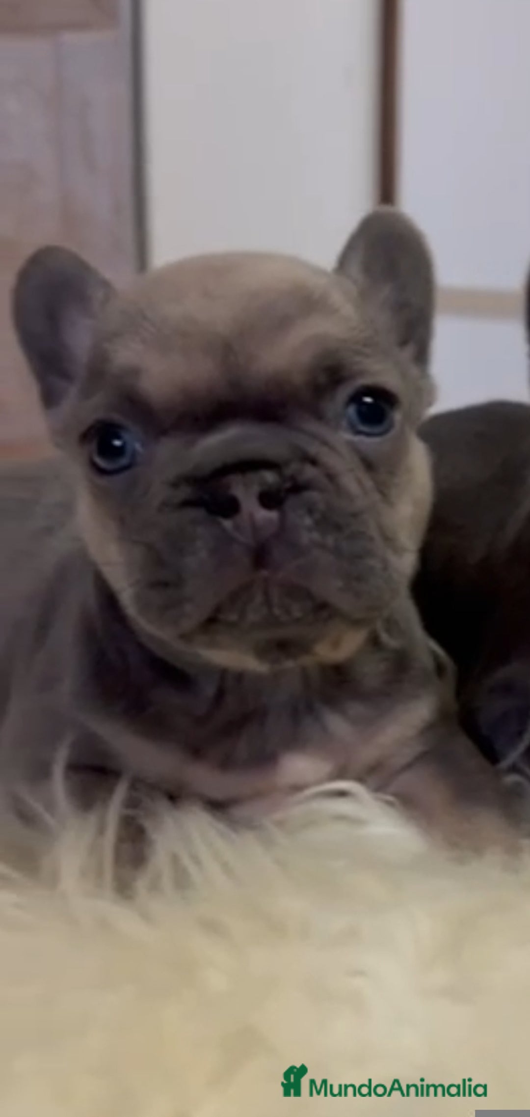 Bulldog Francés perros en venta: Bulldog francés  - Imagen 2