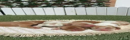 Cocker Spaniel Inglés perros en venta: COCKER SPANIEL INGLES - Anuncio 5