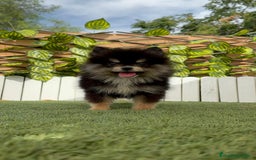 Pomerania perros en venta: POMERANIA HEMBRA - Imagen 8