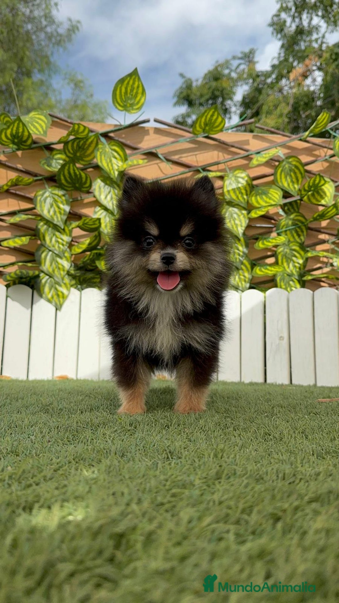 Pomerania perros en venta: POMERANIA HEMBRA - Imagen 8