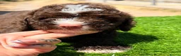 Perro de Agua Español perros en venta: Perro de agua español  - Anuncio 19